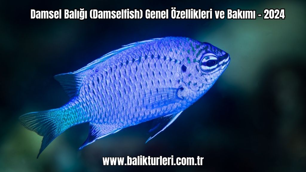 Damsel Balığı
