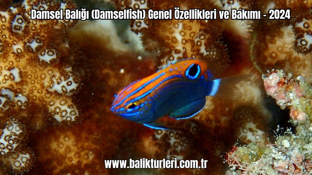 Damsel Balığı