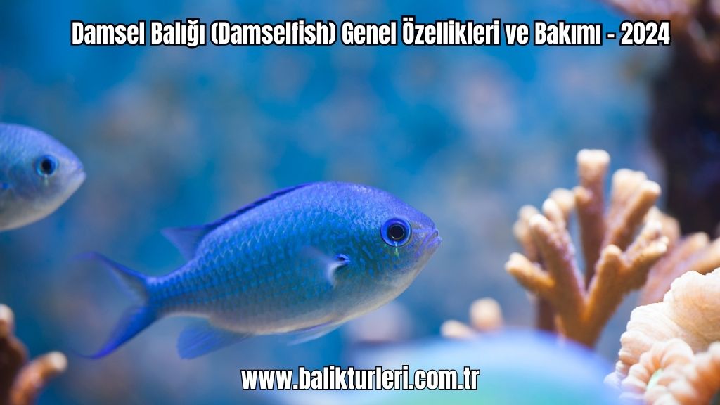 Damsel Balığı