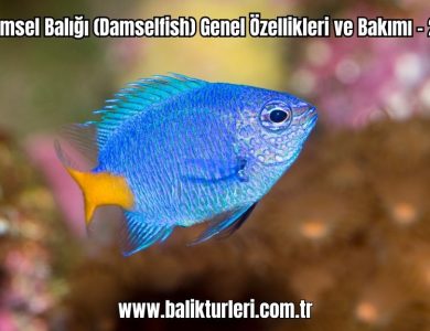 Damsel-Baligi-Damselfish-Genel-Ozellikleri-ve-Bakimi-2024