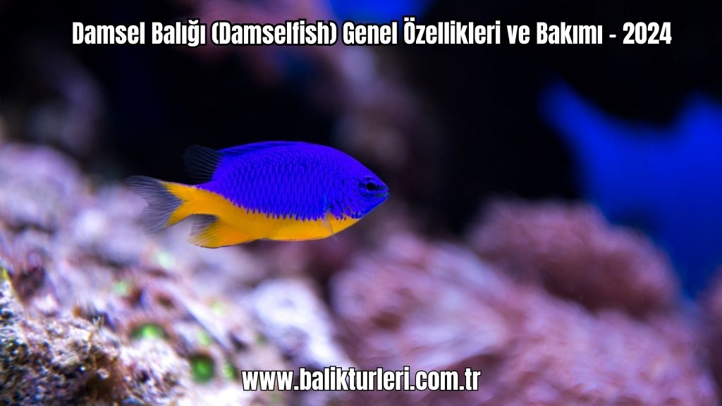 Damsel Balığı