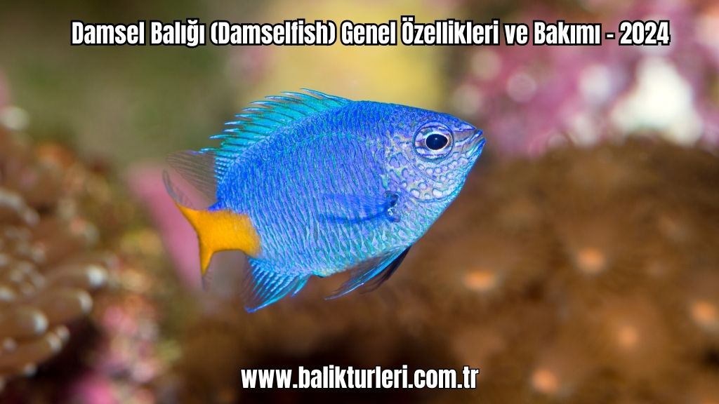 Damsel Balığı