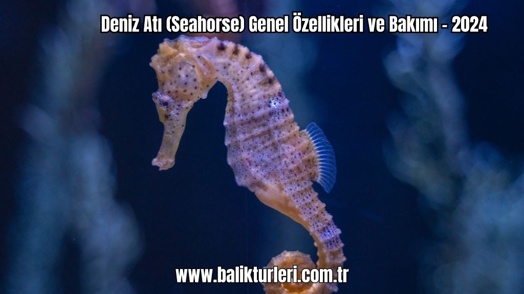 Deniz Atı