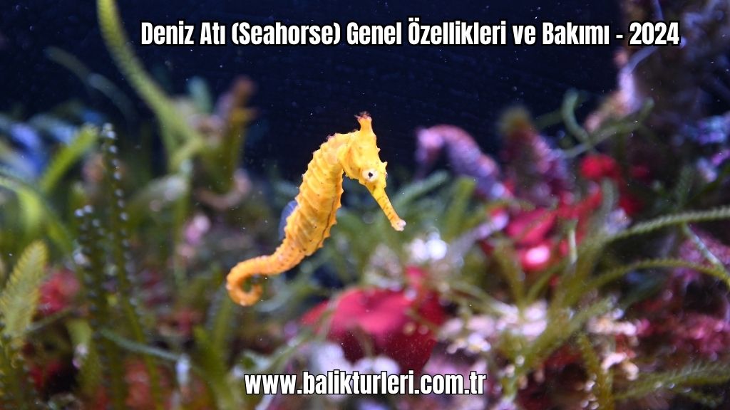 Deniz Atı