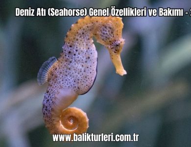 Deniz-Ati-Seahorse-Genel-Ozellikleri-ve-Bakimi-2024