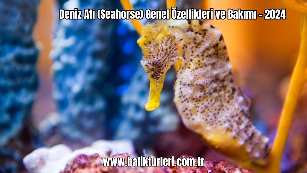 Deniz Atı