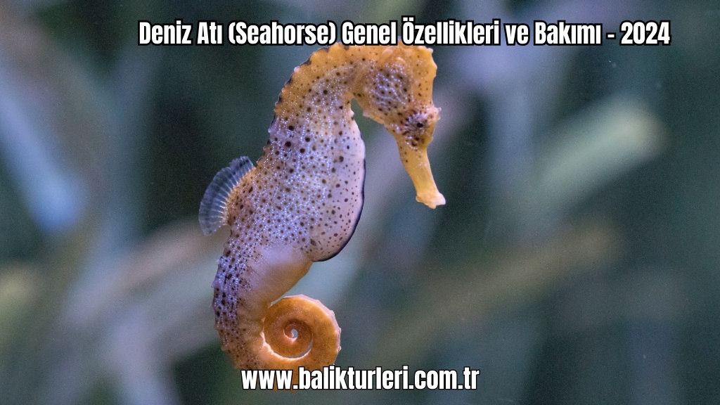 Deniz Atı