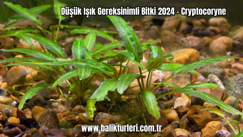 Cryptocoryne