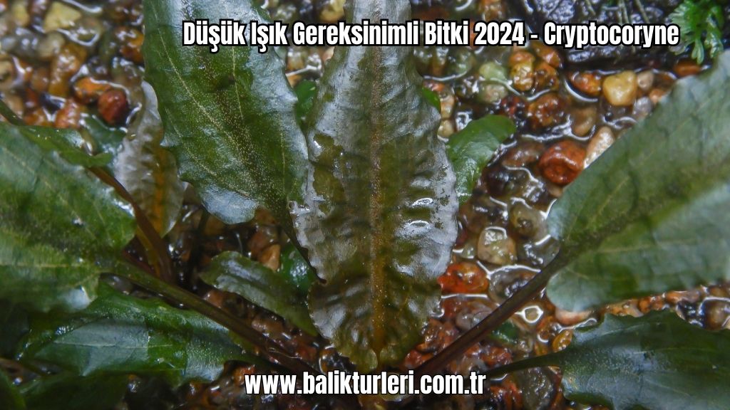 Cryptocoryne