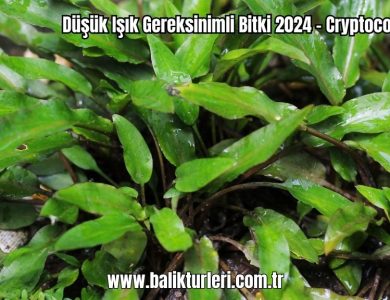 Dusuk-Isik-Gereksinimli-Bitki-2024-Cryptocoryne