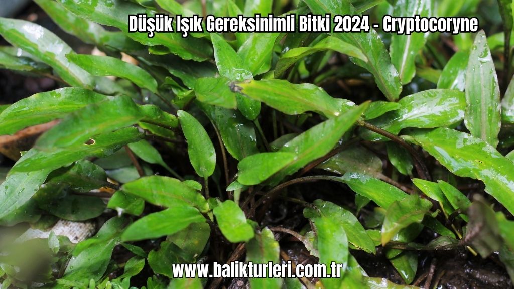 Cryptocoryne
