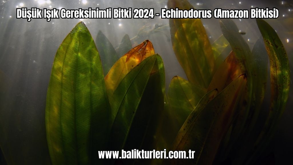 Echinodorus
