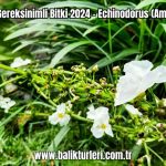 Dusuk-Isik-Gereksinimli-Bitki-2024-Echinodorus-Amazon-Bitkisi