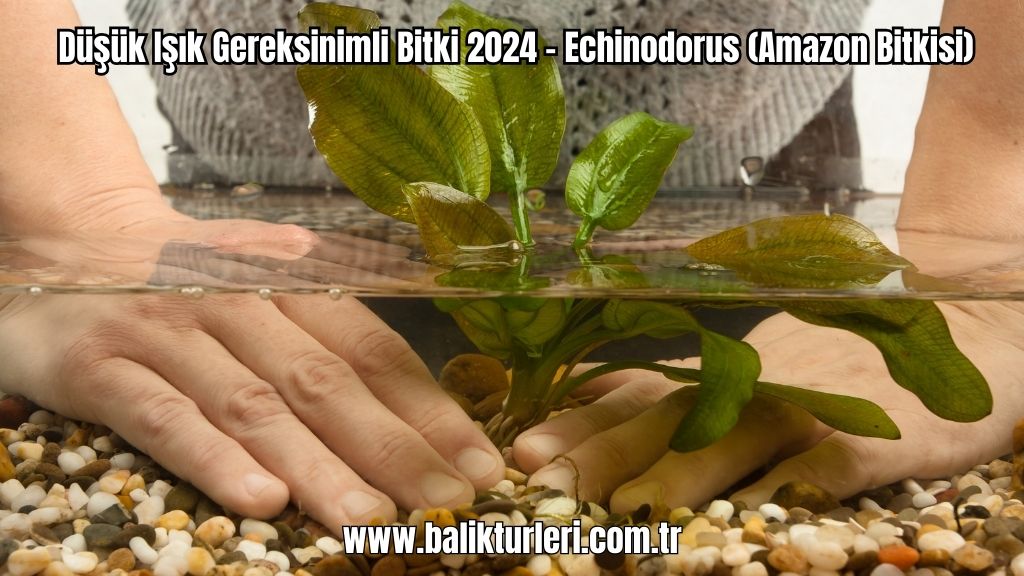 Echinodorus