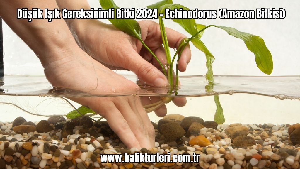 Echinodorus