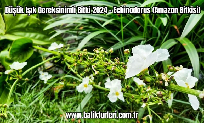 Dusuk-Isik-Gereksinimli-Bitki-2024-Echinodorus-Amazon-Bitkisi