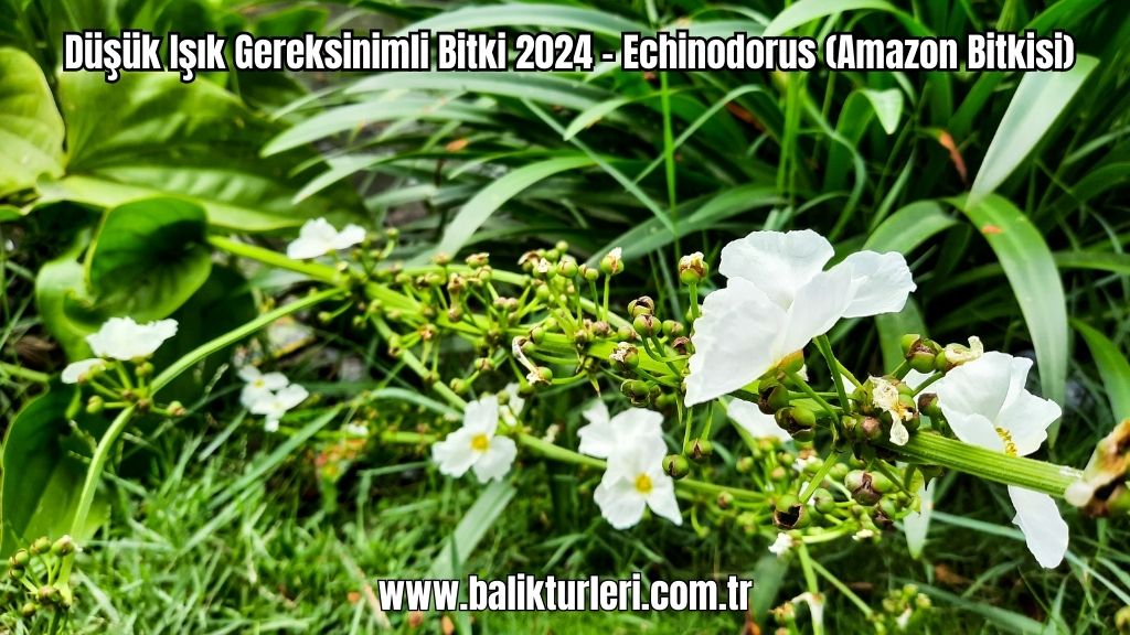 Echinodorus