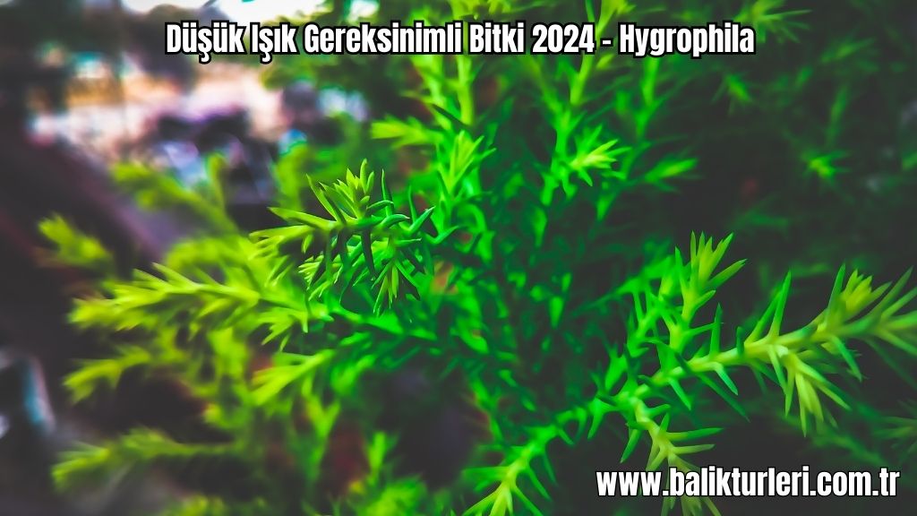 Hygrophila- Düşük Işık Gereksinimli Bitki 2024 - Hygrophila