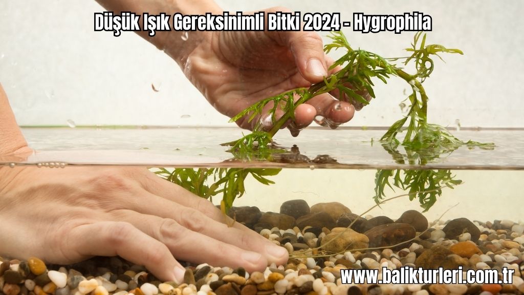 Hygrophila- Düşük Işık Gereksinimli Bitki 2024 - Hygrophila