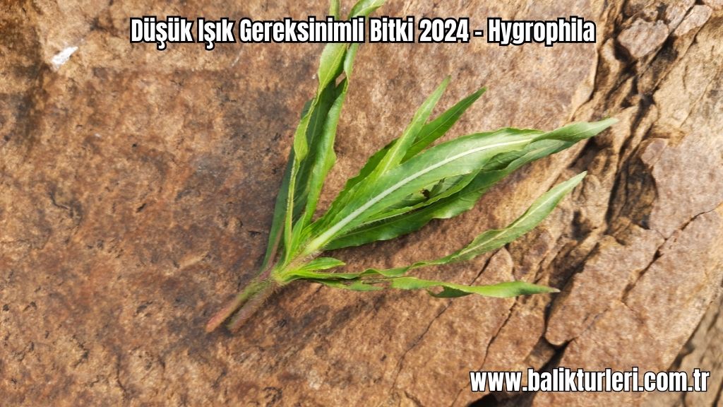 Hygrophila- Düşük Işık Gereksinimli Bitki 2024 - Hygrophila