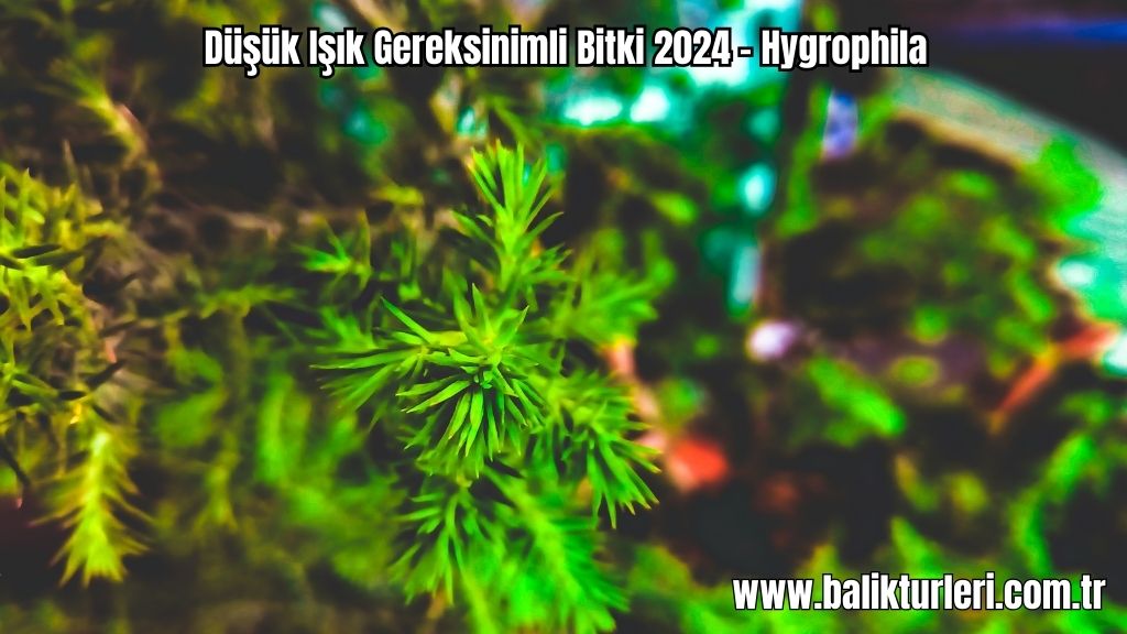 Hygrophila- Düşük Işık Gereksinimli Bitki 2024 - Hygrophila