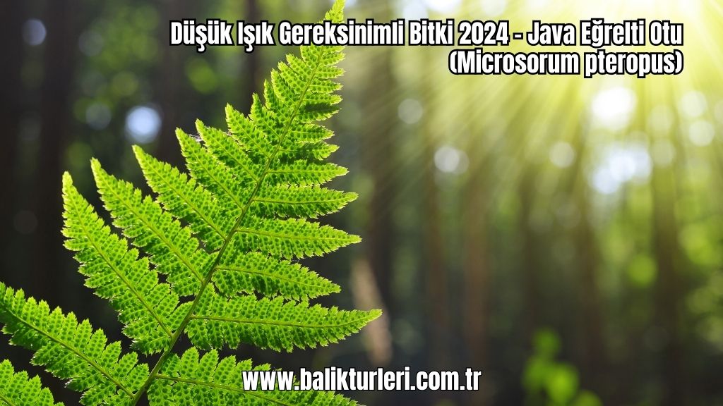 Düşük Işık Gereksinimli Bitki 2024 - Java Eğrelti Otu (Microsorum pteropus)