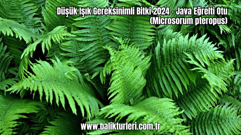Düşük Işık Gereksinimli Bitki 2024 - Java Eğrelti Otu (Microsorum pteropus)