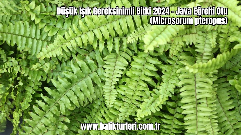 Düşük Işık Gereksinimli Bitki 2024 - Java Eğrelti Otu (Microsorum pteropus)