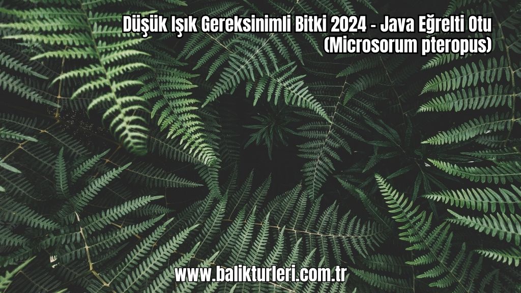 Düşük Işık Gereksinimli Bitki 2024 - Java Eğrelti Otu (Microsorum pteropus)