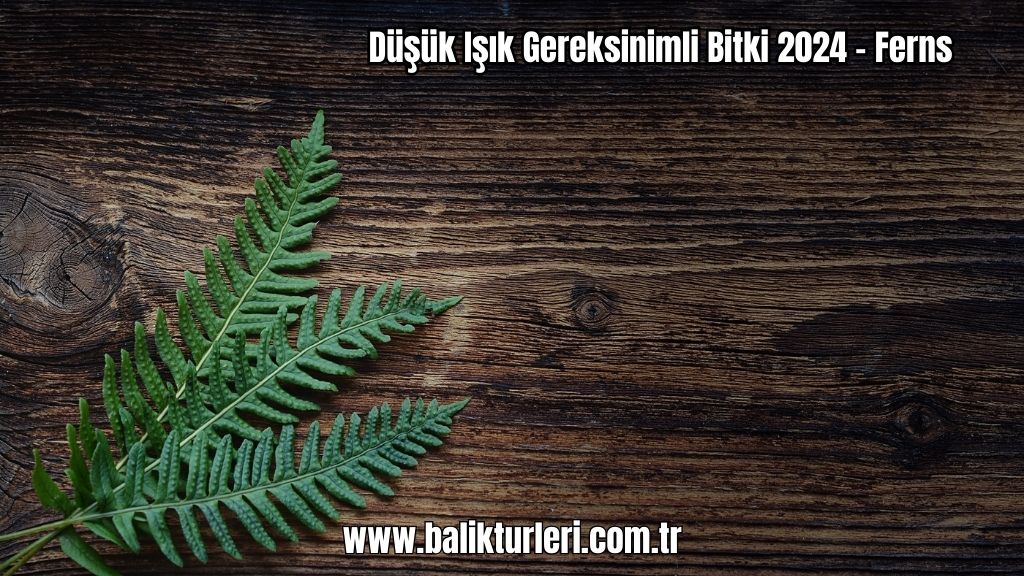 Ferns
