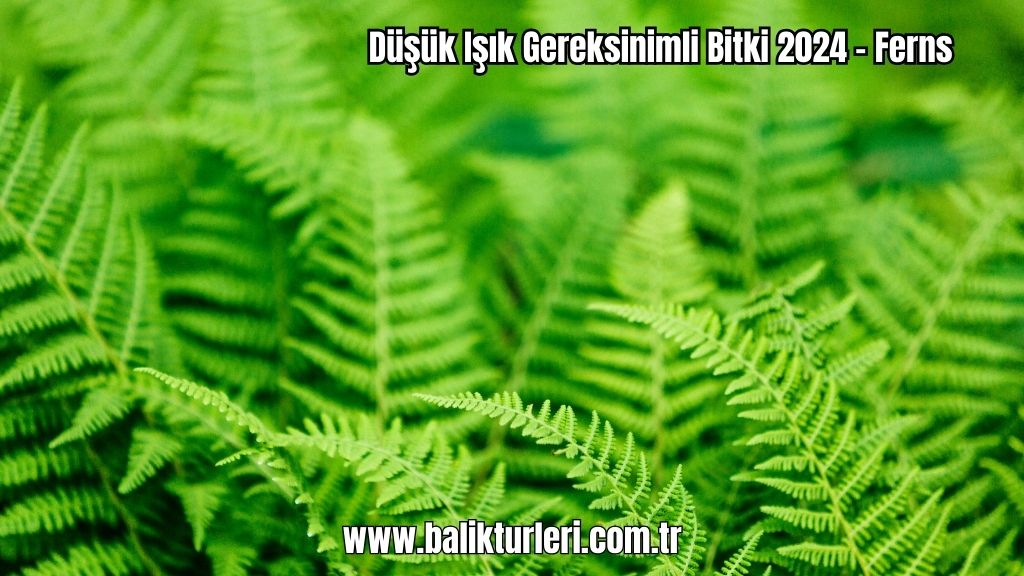Ferns