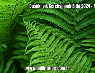 Dusuk-Isik-Gereksinimli-Bitki-2024-–-Ferns