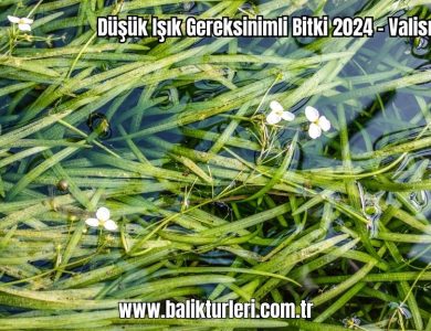 Dusuk-Isik-Gereksinimli-Bitki-2024-–-Ferns-4