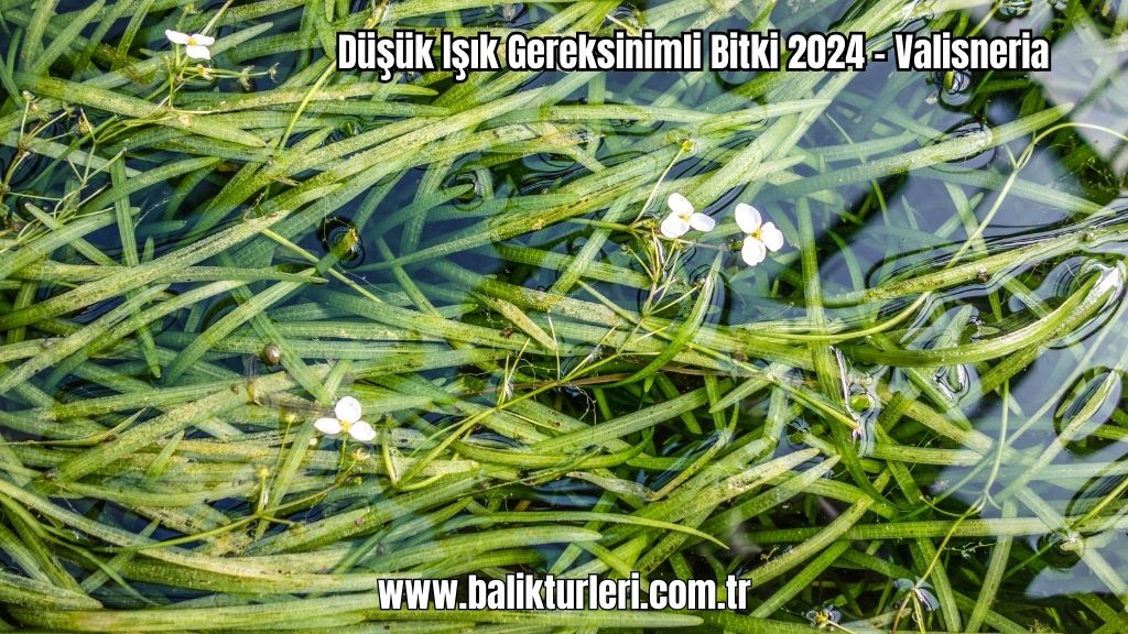 Düşük Işık Gereksinimli Bitki 2024 - Valisneria