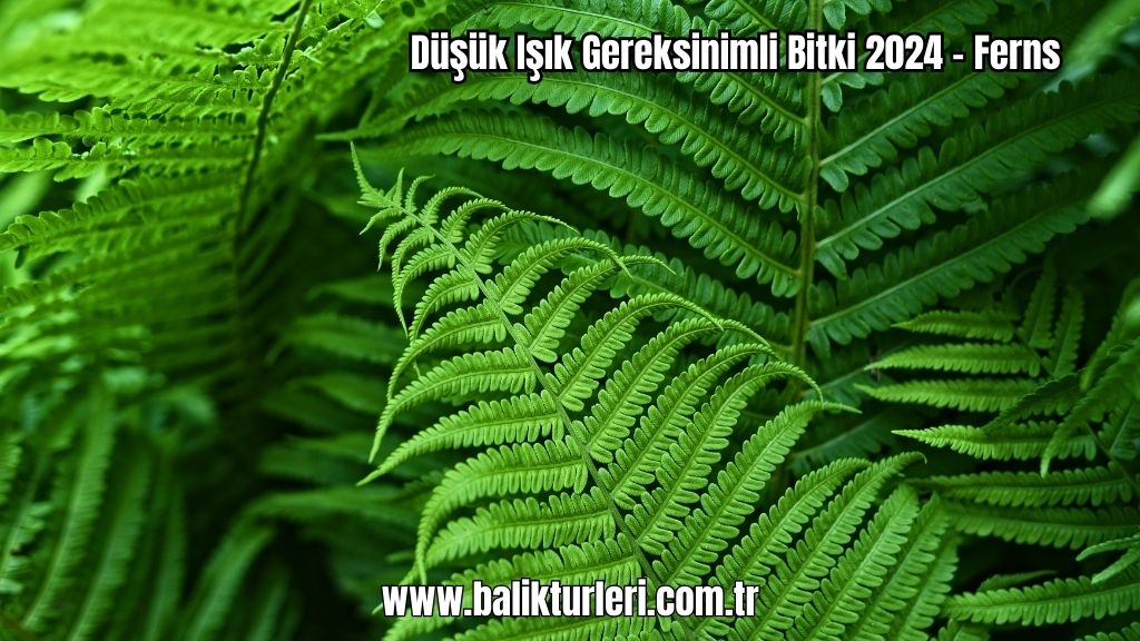 Ferns