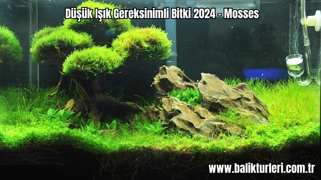 Mosses - Düşük Işık Gereksinimli Bitki 2024 – Mosses