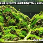 Dusuk-Isik-Gereksinimli-Bitki-2024-–-Mosses