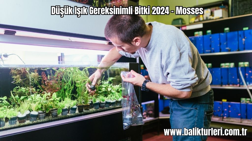Mosses - Düşük Işık Gereksinimli Bitki 2024 – Mosses