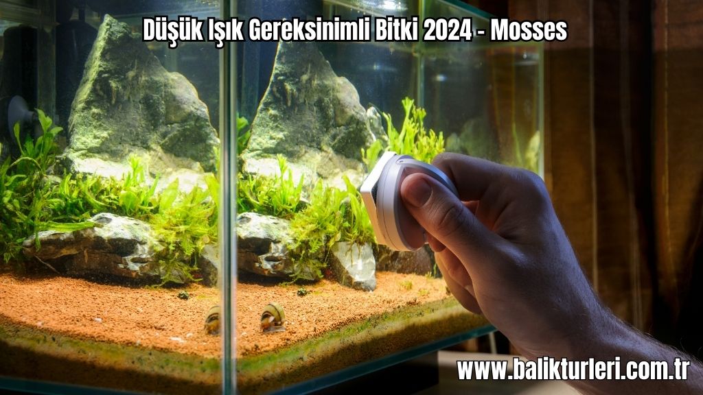 Mosses - Düşük Işık Gereksinimli Bitki 2024 – Mosses