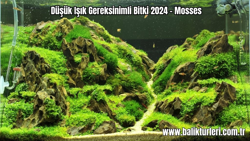 Mosses - Düşük Işık Gereksinimli Bitki 2024 – Mosses