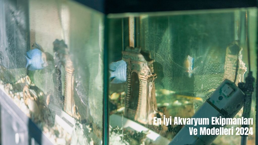 En İyi Akvaryum Ekipmanları ve Modelleri 2024
