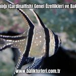 Kardinal-Baligi-Cardinalfish-Genel-Ozellikleri-ve-Bakimi-2024
