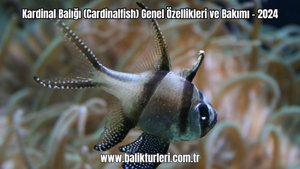 Kardinal Balığı (Cardinalfish) Genel Özellikleri ve Bakımı - 2024