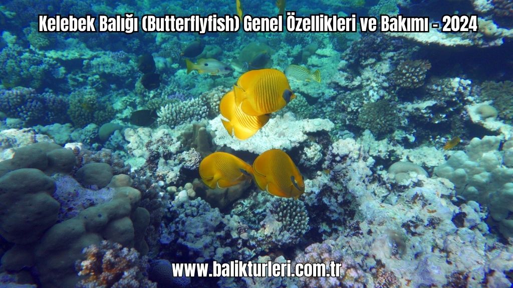 Kelebek Balığı