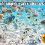 Kelebek-Baligi-Butterflyfish-Genel-Ozellikleri-ve-Bakimi-2024