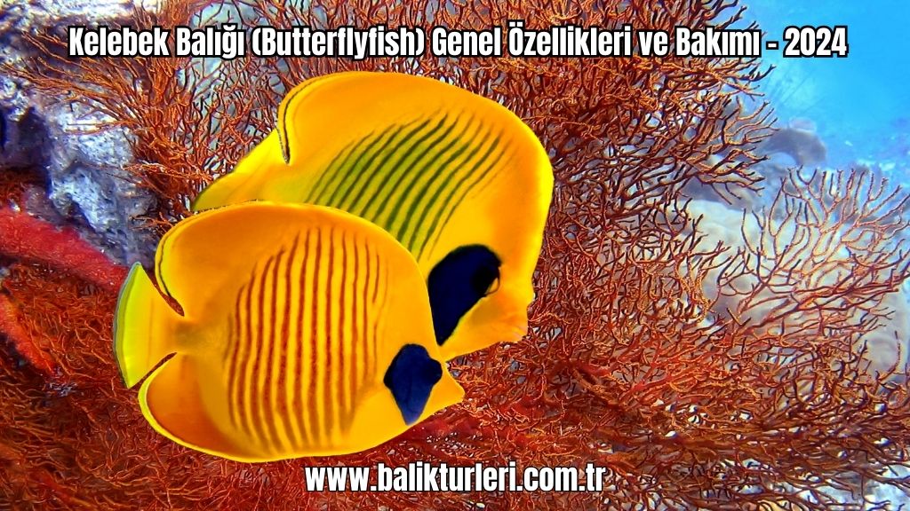 Kelebek Balığı