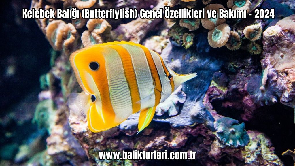 Kelebek Balığı
