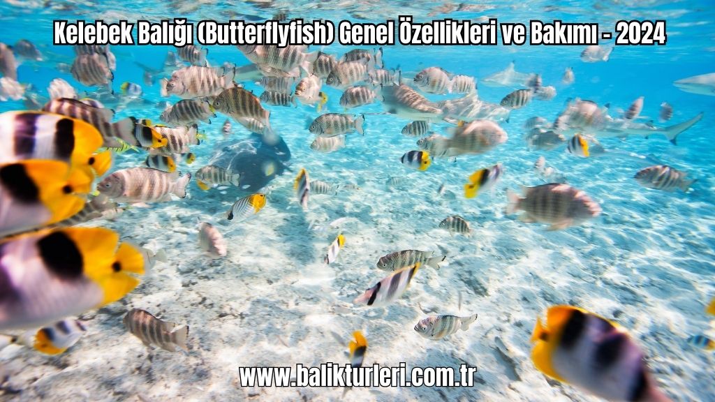 Kelebek Balığı