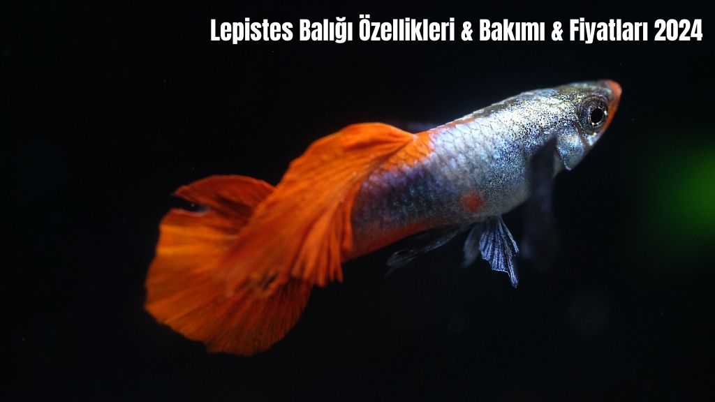 Lepistes Balığı Özellikleri & Bakımı & Fiyatları 2024