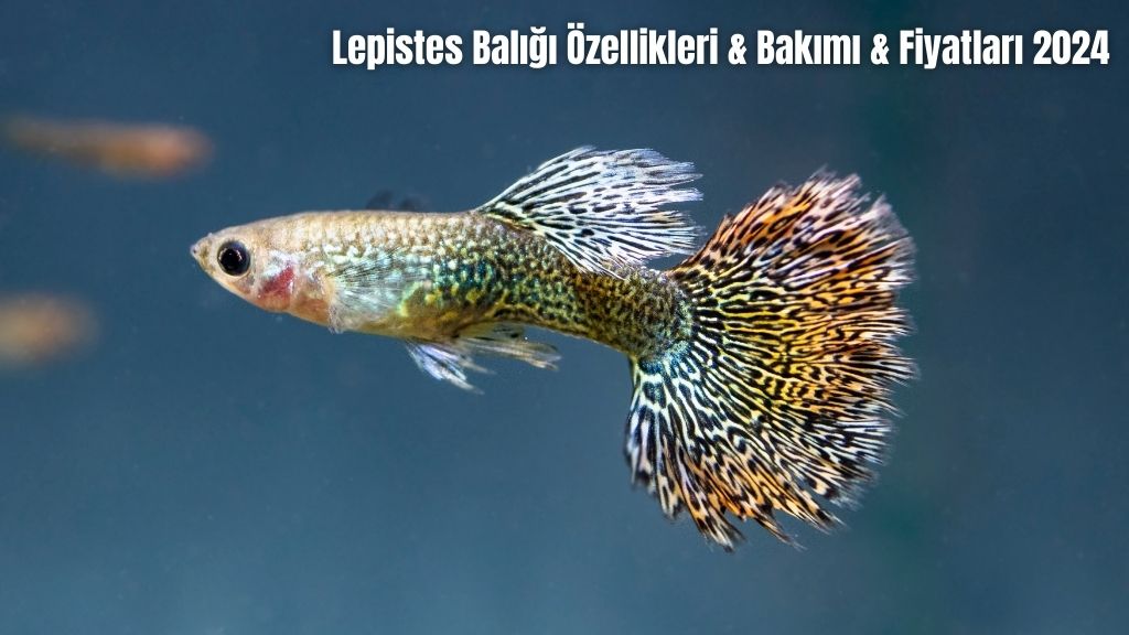 Lepistes Balığı Özellikleri & Bakımı & Fiyatları 2024